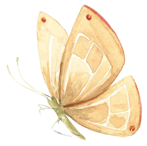 Butterfly decoration